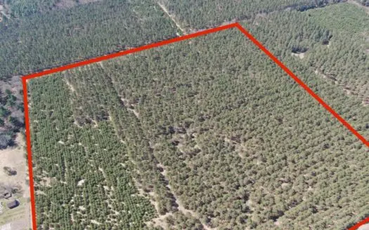 Town Of Big Flats 35 Acre Timber Lot for Sale in Adams Count