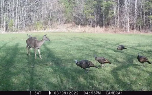 Acreage for Sale in Tn Hunting, Deer, Turkey