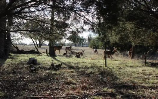 High Fenced Hunting Ranch for Sale in Central Texas