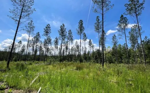 East Tennessee Timberland Property – Vacant Residential Land