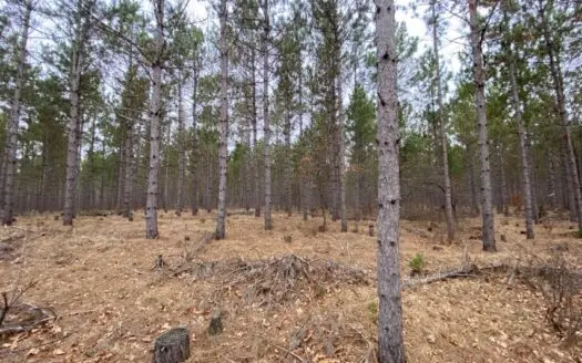 Town Of Big Flats 22.354 Acre Timber Lot for Sale in Adams C