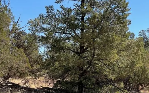 Big Trees Great Hunting Easy Access Owner Financing