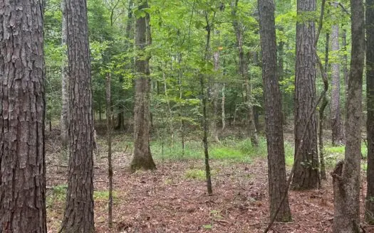 Hunting and Timberland Property in Dallas County Arkansas