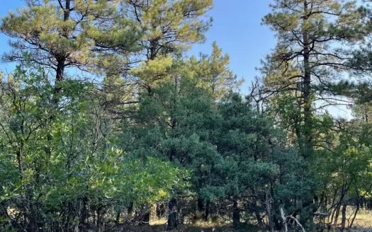 Brazos Canyon Mountain Land for Sale South Of Chama Nm