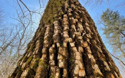 Small Acreage with Build Sites and Creek in Bolivar Schools!