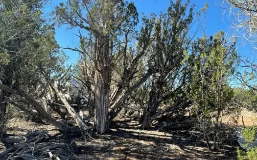 Owner Financing — Beautiful 2 Acre Off-grid Homesite