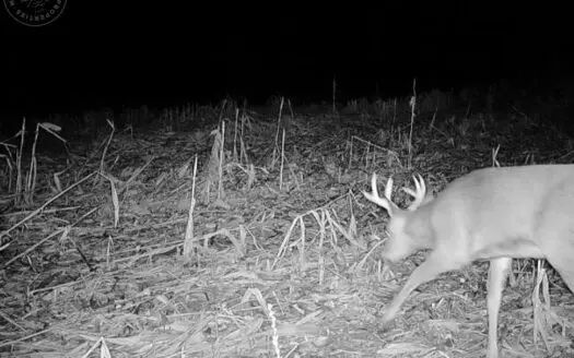 Buildable Hunting Land with Income Options Jackson County Wi