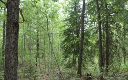 Northern Mi Hunting Land – Atlanta Mi Montmorency County