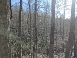 Secluded Land for Sale in Floyd Va