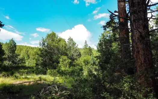 Northern Nm Land for Sale Chama Nm Real Estate in the Brazos