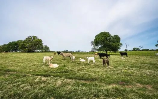 Franklin Texas Land for Sale