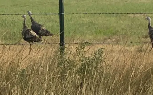 306 Acres M/l Grazing Land for Sale in Meade County, Ks