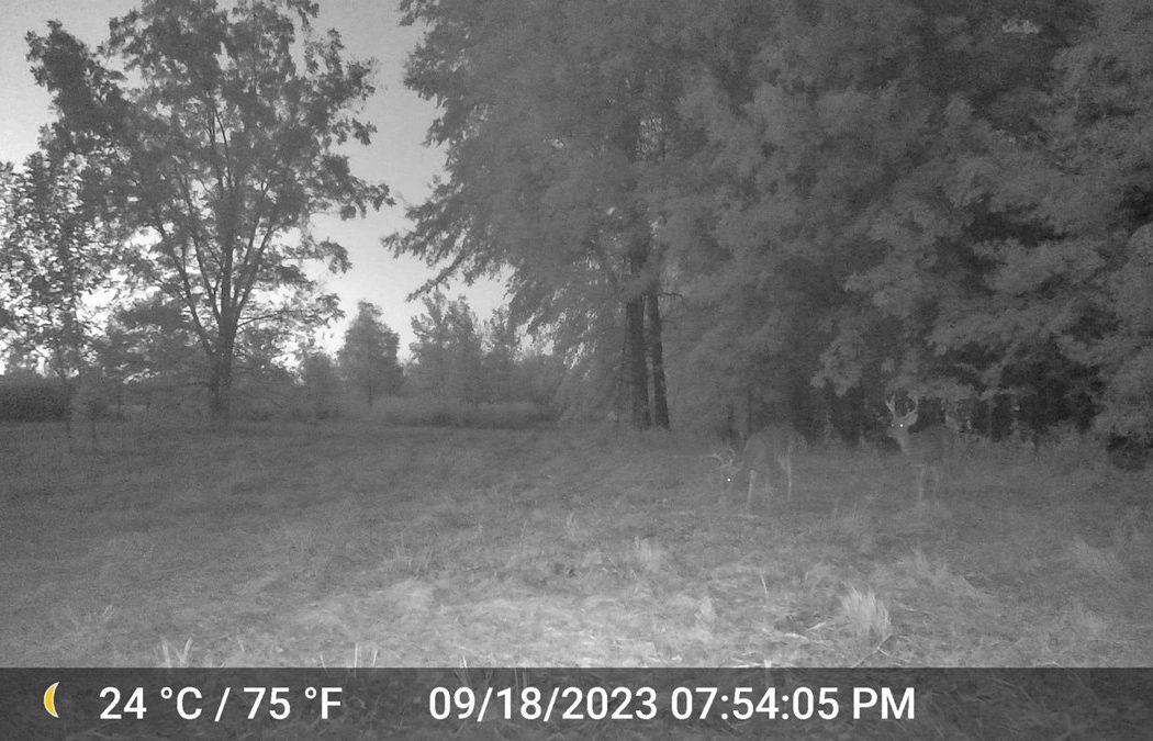 40 ACRES PRIME HAY MEADOW/HUNTING LAND IN SOPER for SALE