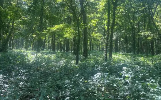 79 Acre Hunting Haven outside of Griffin, IN