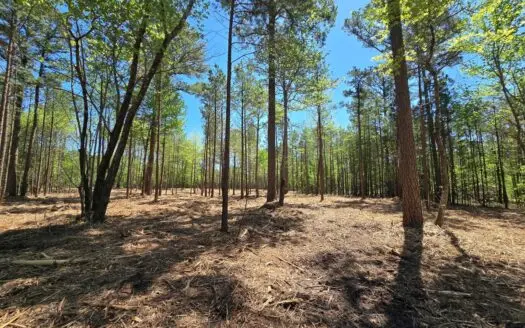 Acreage For Sale Adjoining National Forest