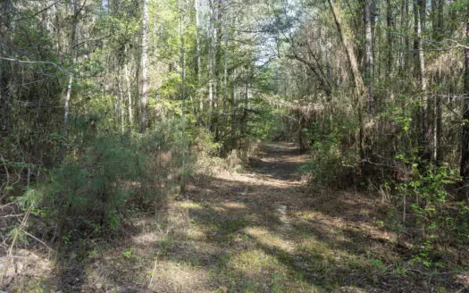 Longstraw 65 (Tract 1) Jackson Parish Timber