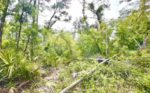 Land For Sale In Lafayette County By The River!!!