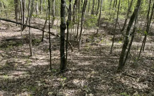 Wooded Land For Sale In Tn, Hunting Land, Land To Build On