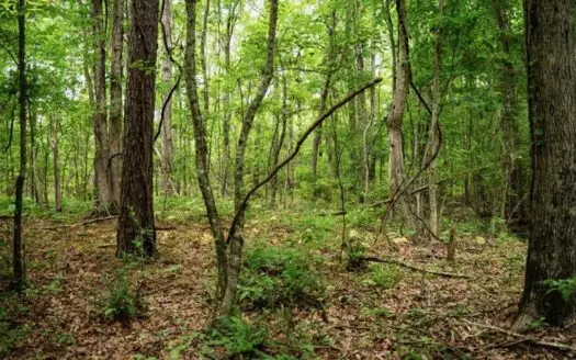 Affordable Hunting Land in Morehouse Parish, LA