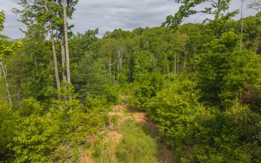 Wooded Tract for Sale in Woolwine VA