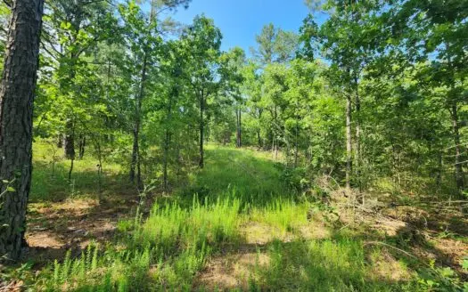 Wooded Country Home Site – National Forest Area