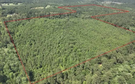 Pine Timberland W/ Hardwood Creek for Sale in southern Ark!