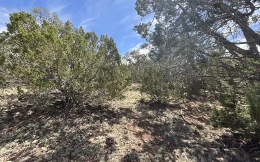 Land for sale near National Forest in Arizona
