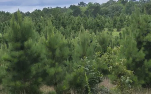 Recreational/Whitetail and hunting property with income producing