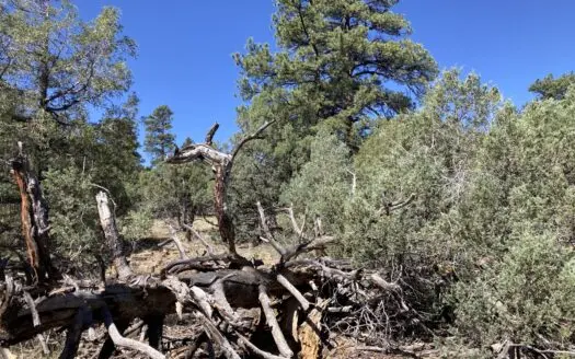 Mostly Level 3.16 Acre Lot In Parkview Hills With Lots Of Trees