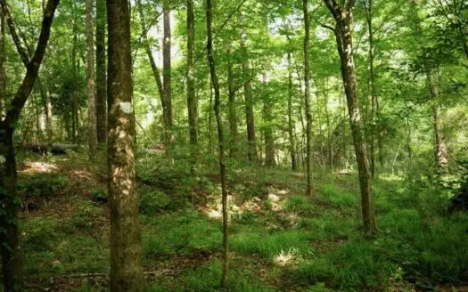 Clinton 30 Acres for Sale – Rural Land Near Baton Rouge, LA