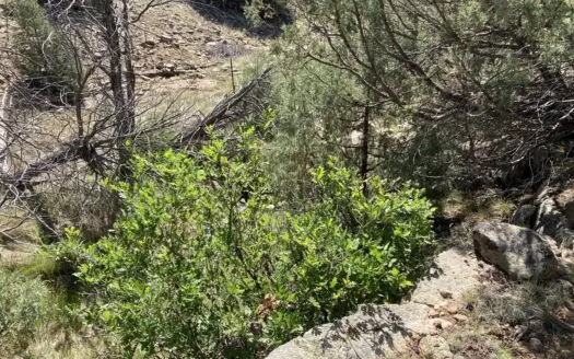 4.3 Acres in Gated Laguna Vista With Private Lake Access