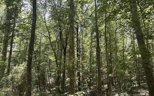 41 Wooded Acres in Clanton AL – Trails, Stream & Wildlife