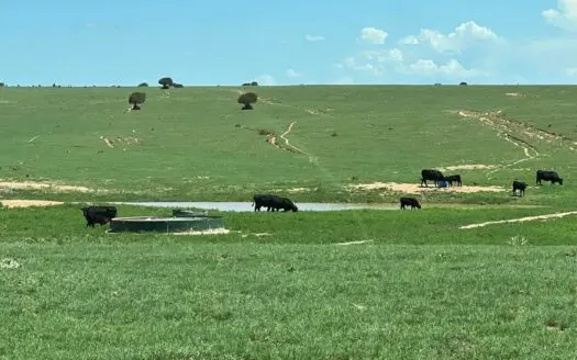 1,669-Acre Ranch for Sale in Central NM | Wells & Wildlife