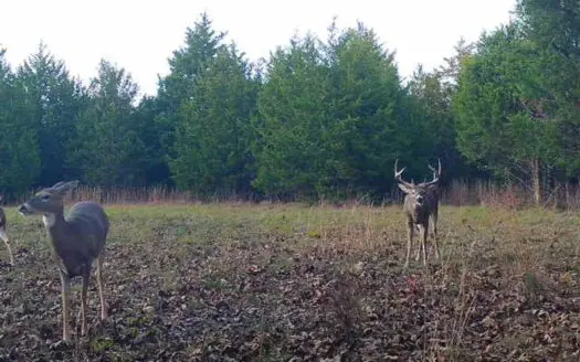 54 Acres of Prime Hunting Land in Texas County, MO