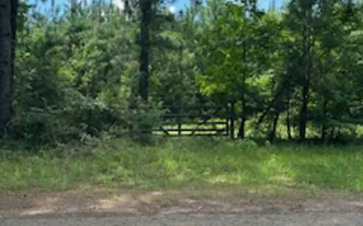 Ideal Building Site on 8yr Old Loblolly Pine Plantation