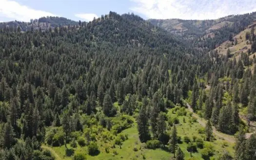 Prime Buildable Timberland for Sale in White Bird, ID