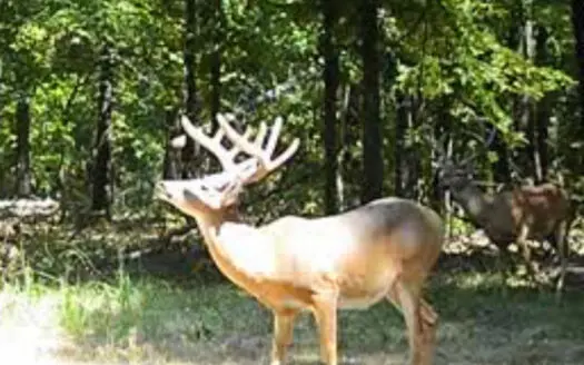 Hunting Land For Sale in Mayes County, Oklahoma