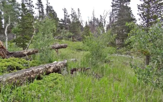 Lovely Northern Colorado Lot with a lot of Possibilties