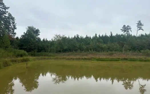 Plantersville Pine Plantation – Investment & Recreation