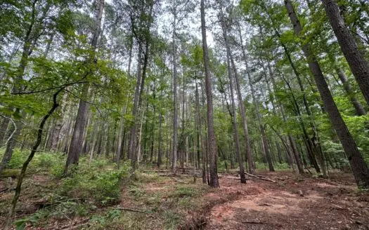 Prime Hunting Land in Morris County Texas