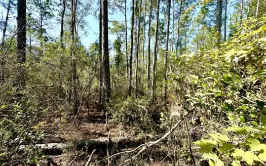 Land For Sale In Lafayette County!!!