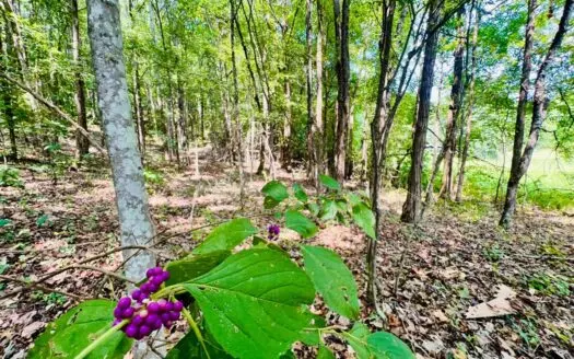 +/-40 acres of PRIME land in the Blackland Comm. Prentiss Co., MS