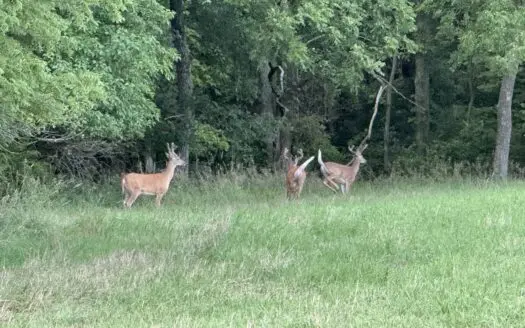 Land for sale in Cass County Missouri