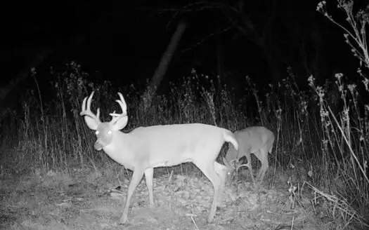 Hunting!! Hunting!! Timber, Off-Grid, Remote, Creeks, $2,485/Ac