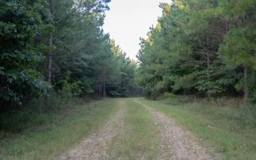 Claiborne Parish Timberland for Sale