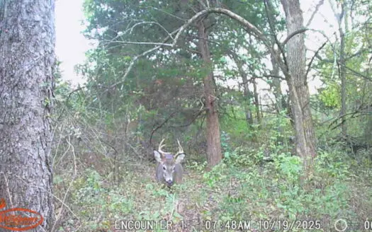 Farm Land for Sale in Blockton, Iowa