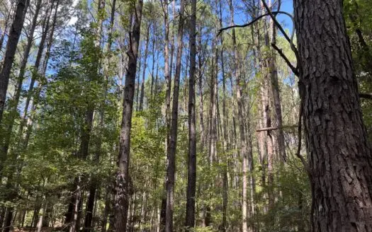 Hunting /Planted Pine Timberland for sale in Union County, Ark.