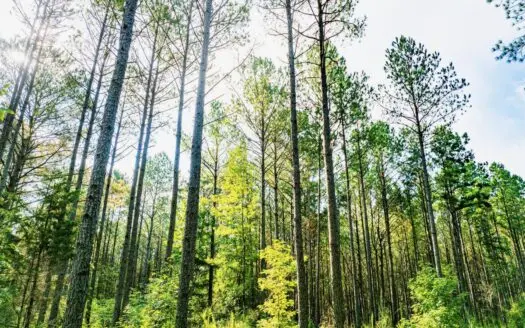 701 Acre Timber & Hunting Land Prentiss Co MS