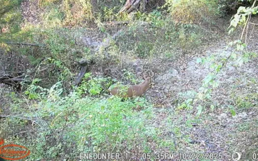 80 ± Acre Southern Parcel Farmland for Sale in Blockton, IA