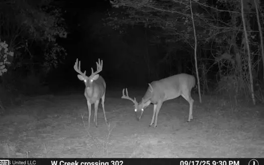 302 Acres in Hermanville, Claiborne County, MS Land